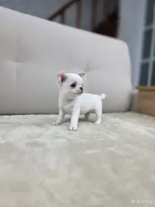 Мальчики Чихуахуа