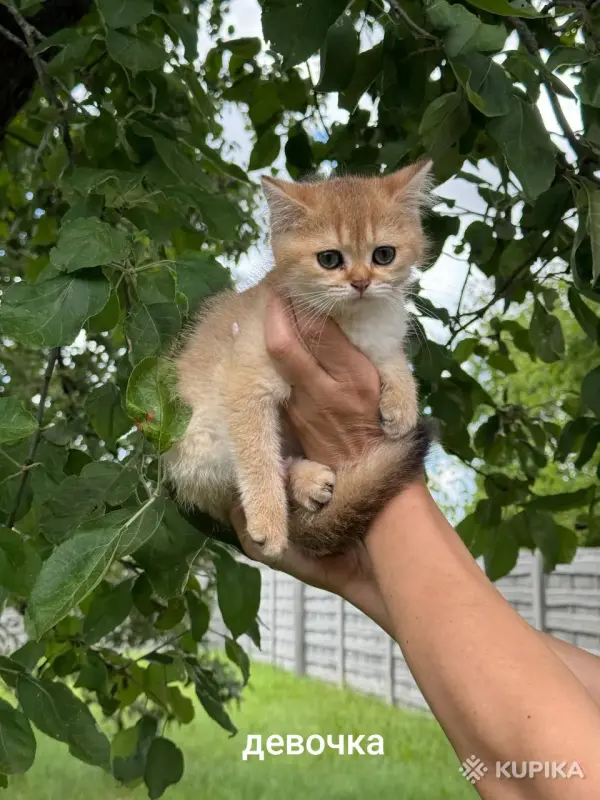 Шотландские котята