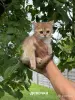 Кошки - Шотландские котята - Вся Беларусь Шотландские котята - Вся Беларусь - 253914 - Доска объявлений Kupika.by
