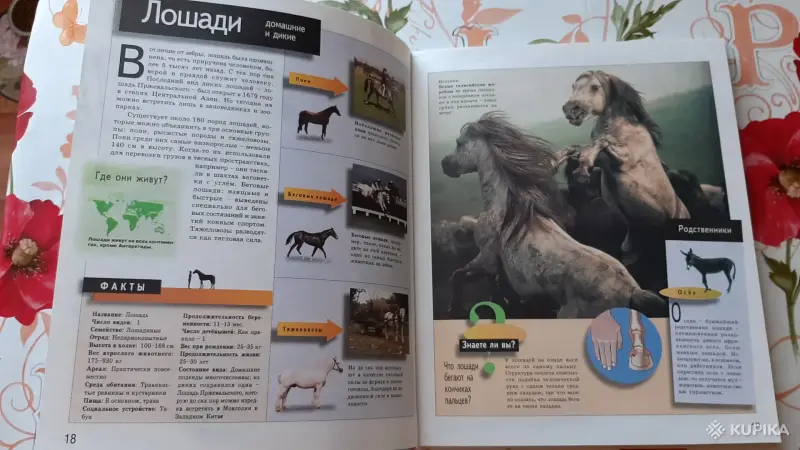 Книги, журналы - Школьная энциклопедия "Животные". - Вся Беларусь - Фото 2 Школьная энциклопедия "Животные". - Вся Беларусь - 256347 - Доска объявлений Kupika.by - Фото 2