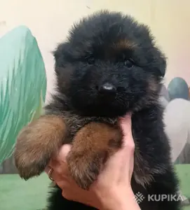 Щенки немецкой овчарки длинношерстные
