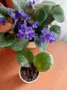 Комнатные растения - Укорененный лист фиалки. - Вся Беларусь - Фото 3 Укорененный лист фиалки. - Вся Беларусь - 255756 - Доска объявлений Kupika.by - Фото 3