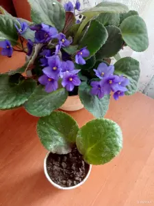 Укорененный лист фиалки.