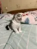 Кошки - Шотландская девочка - Вся Беларусь - Фото 2 Шотландская девочка - Вся Беларусь - 255748 - Доска объявлений Kupika.by - Фото 2
