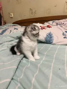 Шотландская девочка