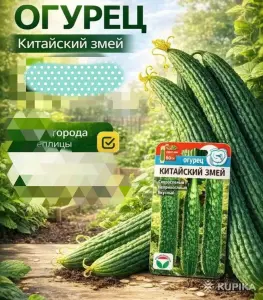 Огурцы салатные 1кг в день теплица китайский змей