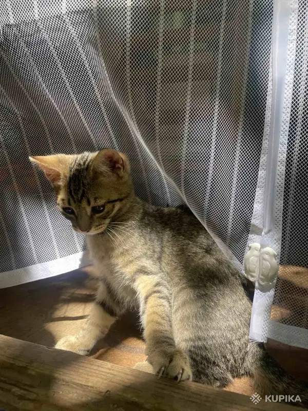 Кошки - Котята в дар - Вся Беларусь - Фото 5 Котята в дар - Вся Беларусь - 253508 - Доска объявлений Kupika.by - Фото 5