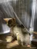 Кошки - Котята в дар - Вся Беларусь - Фото 5 Котята в дар - Вся Беларусь - 253508 - Доска объявлений Kupika.by - Фото 5