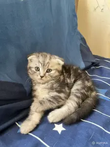 Шотландский вислоухий мальчик