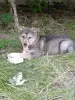 Щенок - Вся Беларусь - 254847 - Доска объявлений Kupika.by