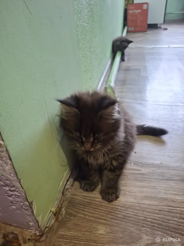 Кошки - Продам котят мейкунов - Вся Беларусь - Фото 2 Продам котят мейкунов - Вся Беларусь - 254134 - Доска объявлений Kupika.by - Фото 2