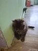 Кошки - Продам котят мейкунов - Вся Беларусь - Фото 2 Продам котят мейкунов - Вся Беларусь - 254134 - Доска объявлений Kupika.by - Фото 2