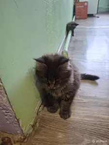Продам котят мейкунов