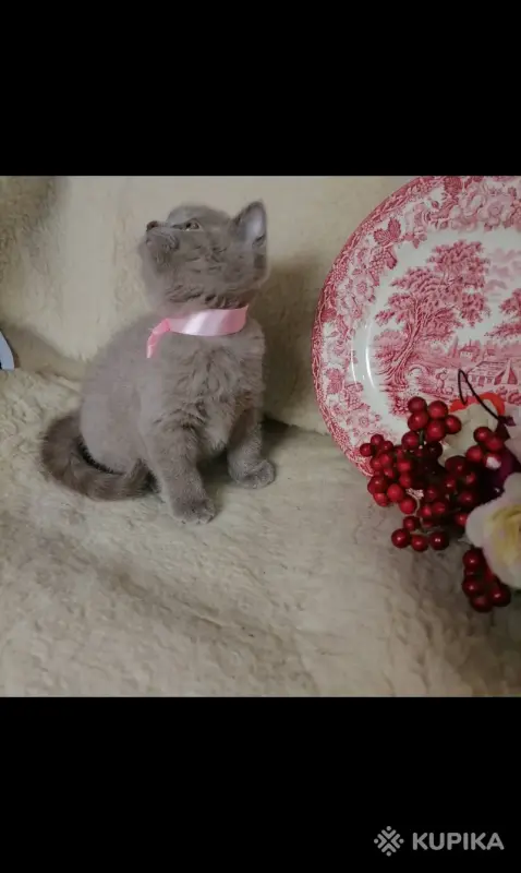 Кошки - Британские Котята Без примеси других пород - Вся Беларусь - Фото 5 Британские Котята Без примеси других пород - Вся Беларусь - 254770 - Доска объявлений Kupika.by - Фото 5