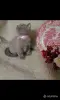 Кошки - Британские Котята Без примеси других пород - Вся Беларусь - Фото 5 Британские Котята Без примеси других пород - Вся Беларусь - 254770 - Доска объявлений Kupika.by - Фото 5