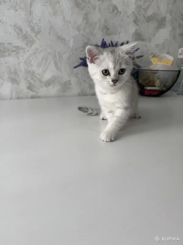 Шотландский Котенок - Воропаево - 249884 - Доска объявлений Kupika.by - Фото 7