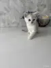 Шотландский Котенок - Воропаево - 249884 - Доска объявлений Kupika.by - Фото 7