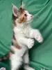 Кошки - Мейн-Кун котенок - Вся Беларусь - Фото 6 Мейн-Кун котенок - Вся Беларусь - 255733 - Доска объявлений Kupika.by - Фото 6