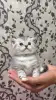 Шотландские котята - Вся Беларусь - 254689 - Доска объявлений Kupika.by