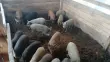 Пользователь