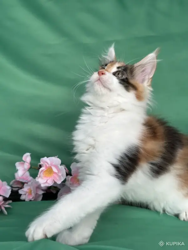 Кошки - Котята мейн-кун - Вся Беларусь - Фото 11 Котята мейн-кун - Вся Беларусь - 253681 - Доска объявлений Kupika.by - Фото 11
