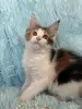 Кошки - Мейн-Кун котенок - Вся Беларусь Мейн-Кун котенок - Вся Беларусь - 255647 - Доска объявлений Kupika.by