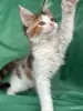 Кошки - Мейн-Кун котенок - Вся Беларусь - Фото 2 Мейн-Кун котенок - Вся Беларусь - 255733 - Доска объявлений Kupika.by - Фото 2