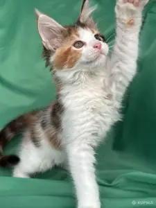 Мейн-Кун котенок