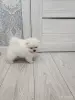 Щенки померанский шпиц - Вся Беларусь - 254204 - Доска объявлений Kupika.by - Фото 3