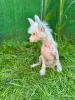Собаки - Щенки голые китайская хохлатая собака - Вся Беларусь - Фото 4 Щенки голые китайская хохлатая собака - Вся Беларусь - 257838 - Доска объявлений Kupika.by - Фото 4