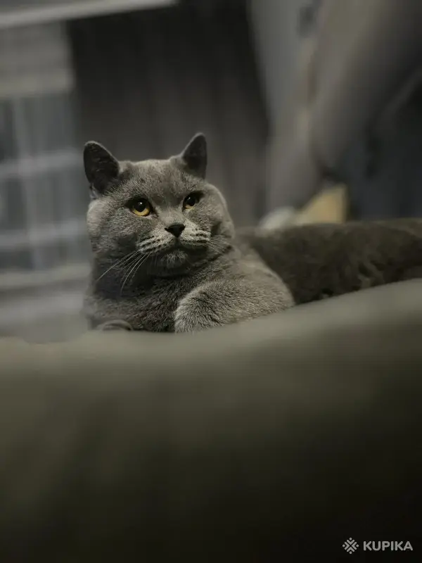 Кошки - Шотландский котенок - Вся Беларусь - Фото 6 Шотландский котенок - Вся Беларусь - 256286 - Доска объявлений Kupika.by - Фото 6