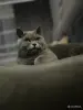 Кошки - Шотландский котенок - Вся Беларусь - Фото 6 Шотландский котенок - Вся Беларусь - 256286 - Доска объявлений Kupika.by - Фото 6