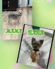 Йоркширский терьер - Вся Беларусь - 254549 - Доска объявлений Kupika.by - Фото 2