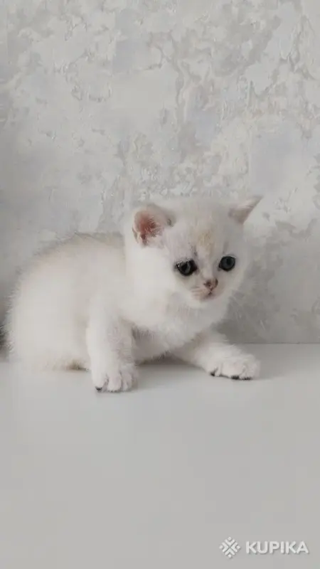 Кошки - Котята шотландские - Вся Беларусь - Фото 5 Котята шотландские - Вся Беларусь - 254364 - Доска объявлений Kupika.by - Фото 5
