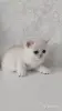 Кошки - Котята шотландские - Вся Беларусь - Фото 5 Котята шотландские - Вся Беларусь - 254364 - Доска объявлений Kupika.by - Фото 5