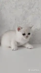 Котята шотландские