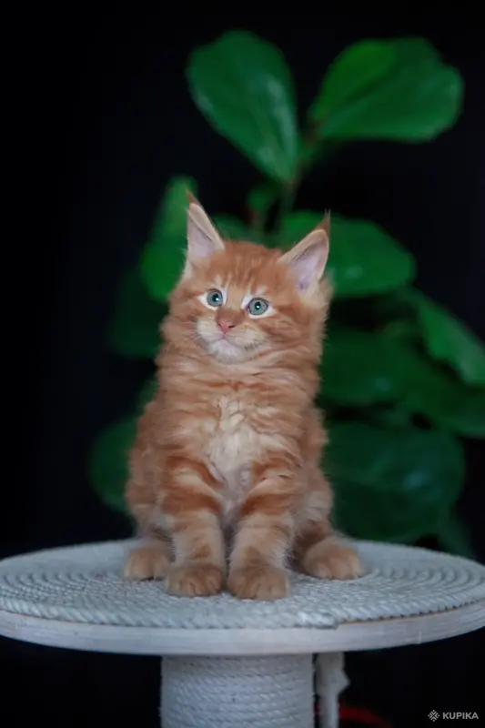 Кошки - Чистокровный Мальчик МЕЙН-КУН. - Вся Беларусь - Фото 6 Чистокровный Мальчик МЕЙН-КУН. - Вся Беларусь - 256344 - Доска объявлений Kupika.by - Фото 6