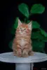 Кошки - Чистокровный Мальчик МЕЙН-КУН. - Вся Беларусь - Фото 6 Чистокровный Мальчик МЕЙН-КУН. - Вся Беларусь - 256344 - Доска объявлений Kupika.by - Фото 6