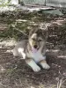Щенок - Вся Беларусь - 255391 - Доска объявлений Kupika.by - Фото 3