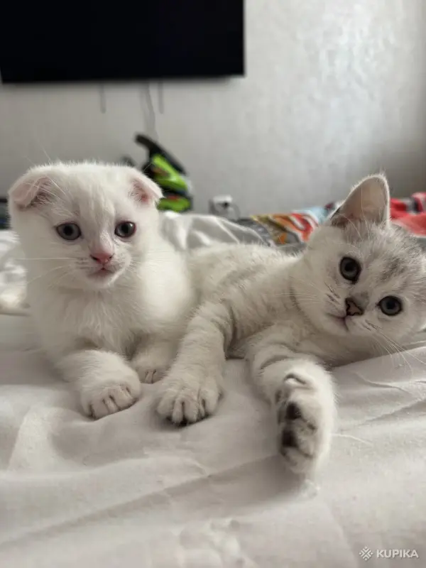 Шотландский Котенок - Воропаево - 249884 - Доска объявлений Kupika.by - Фото 4