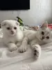 Шотландский Котенок - Воропаево - 249884 - Доска объявлений Kupika.by - Фото 4