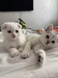 Шотландский Котенок