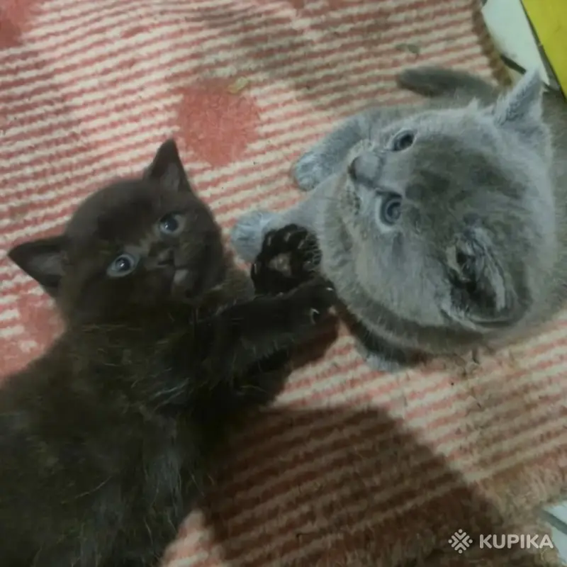 Кошки - Котята Британцы / Шотландцы - Вся Беларусь Котята Британцы / Шотландцы - Вся Беларусь - 255030 - Доска объявлений Kupika.by