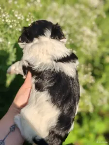 Бивер девочка