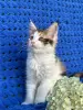 Мейн-кун котенок девочка - Вся Беларусь - 255966 - Доска объявлений Kupika.by - Фото 7