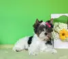 Бивер йоркширский терьер - Вся Беларусь - 255959 - Доска объявлений Kupika.by - Фото 5