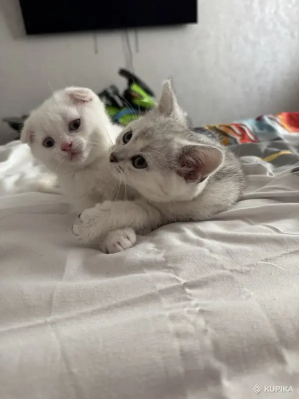 Шотландский Котенок - Воропаево - 249884 - Доска объявлений Kupika.by - Фото 2