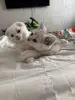 Шотландский Котенок - Воропаево - 249884 - Доска объявлений Kupika.by - Фото 2