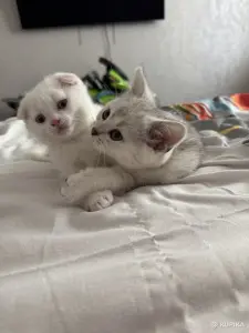 Шотландский Котенок