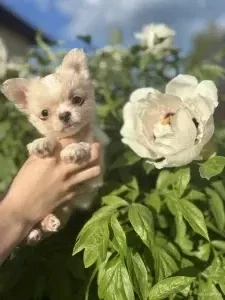 КРЕМОВЫЙ ДЖЕНТЛЬМЕН ЧИХУАХУА ИЩЕТ ЛУЧШИЙ ДОМ! 🎩✨